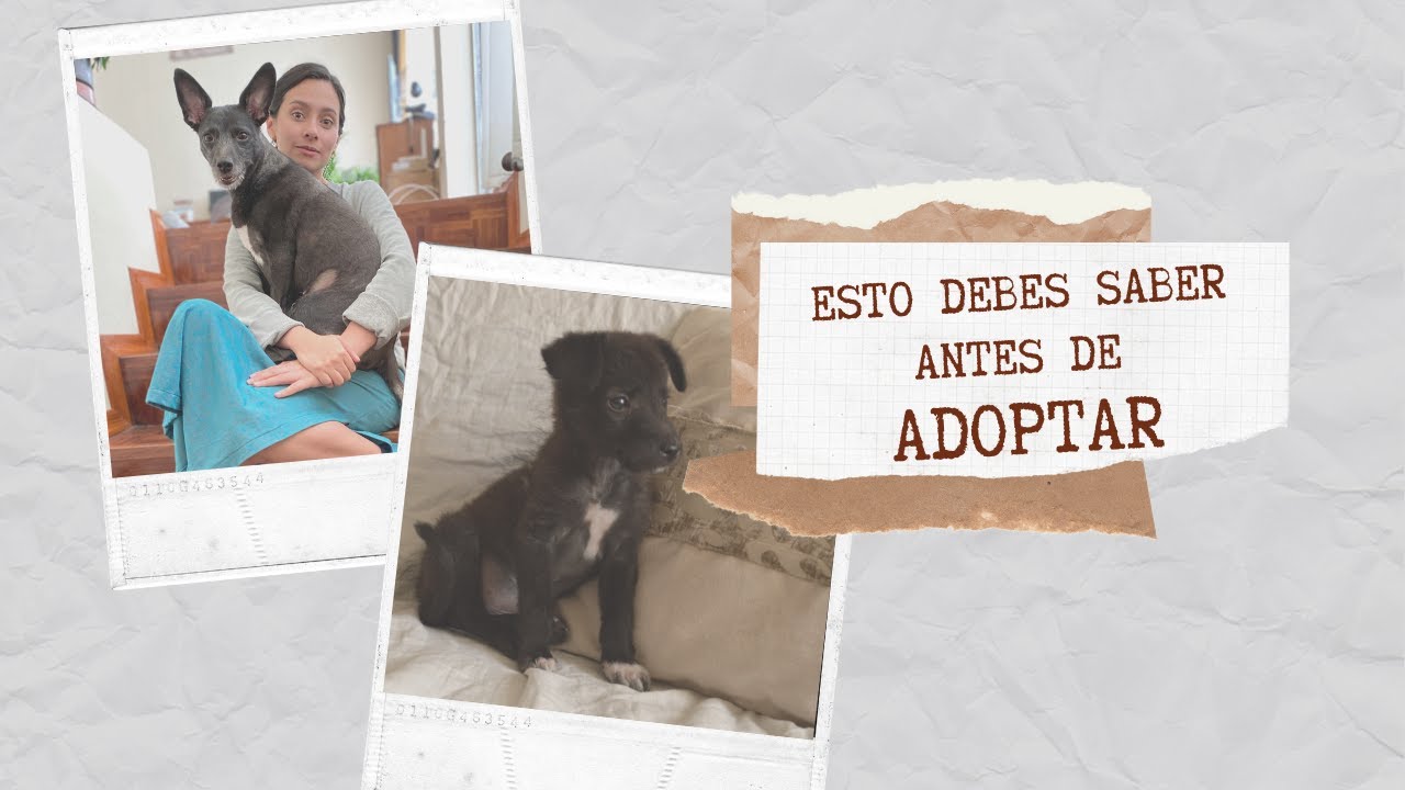 5 cosas que debes SABER al ADOPTAR una MASCOTA. Lo que aprend&iacute; con mi perro 🐶