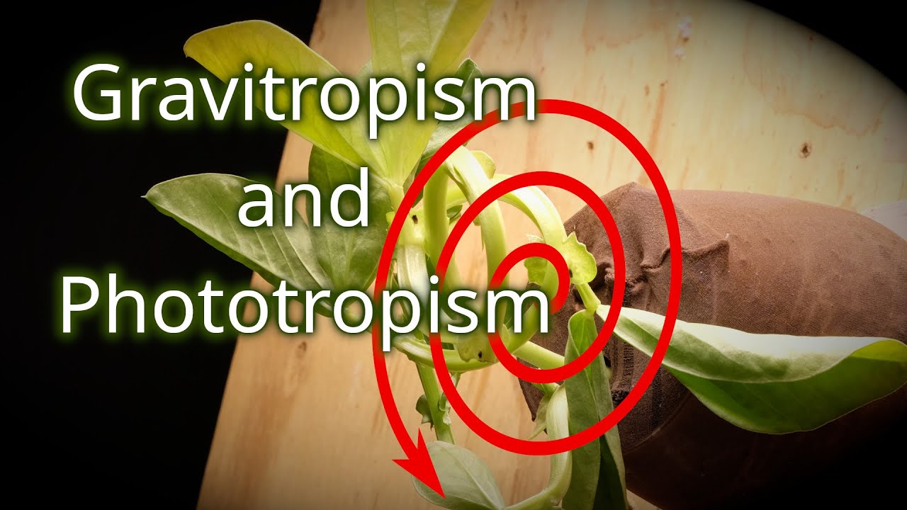 Pushing Tropism to the Limit with a Spinning Plant