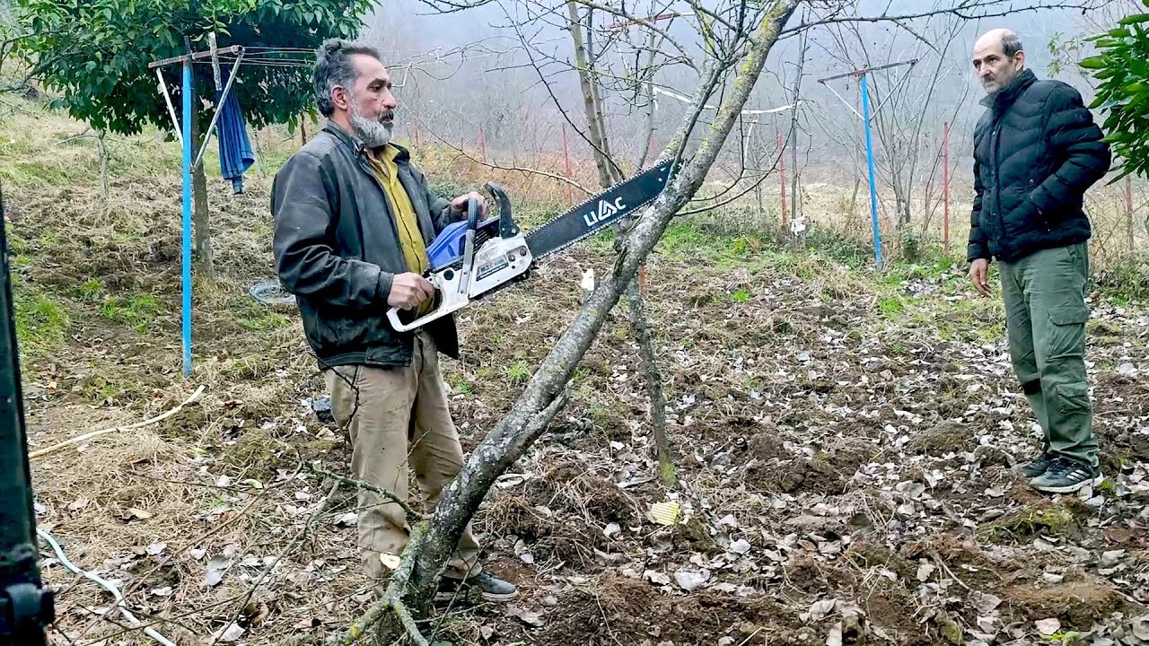 Village Life Documentary | Chainsaw Work in the Garden