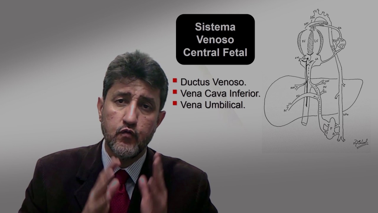 Curso de ecografía Obstétrica. Perfil Hemodinámico Doppler