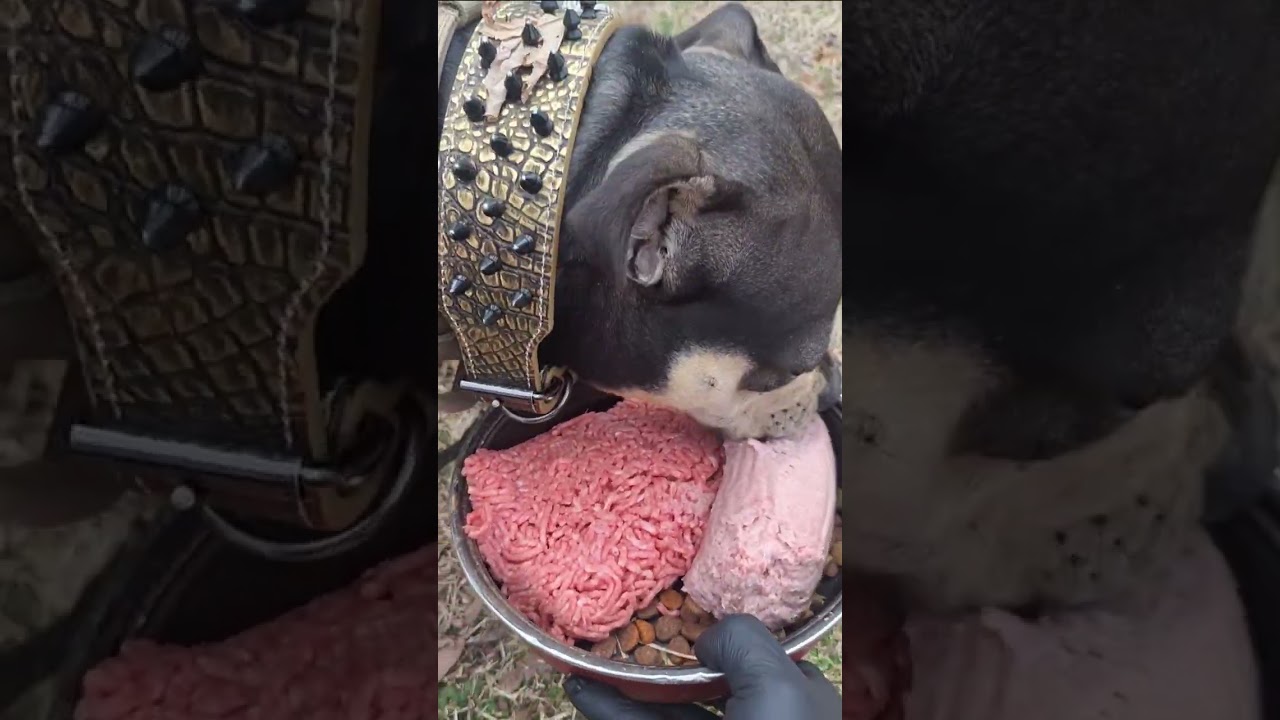 What I feed my Bully daily