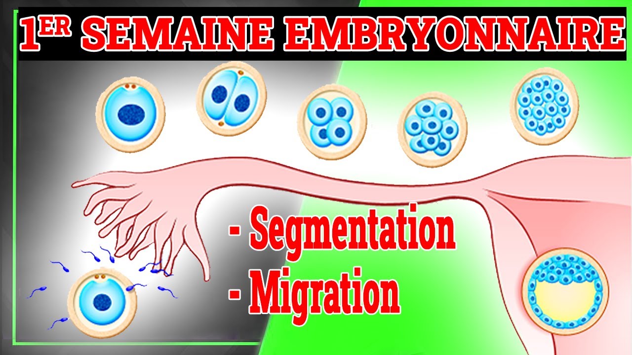 1er Semaine du Développement Embryonnaire | Embryologie Humaine