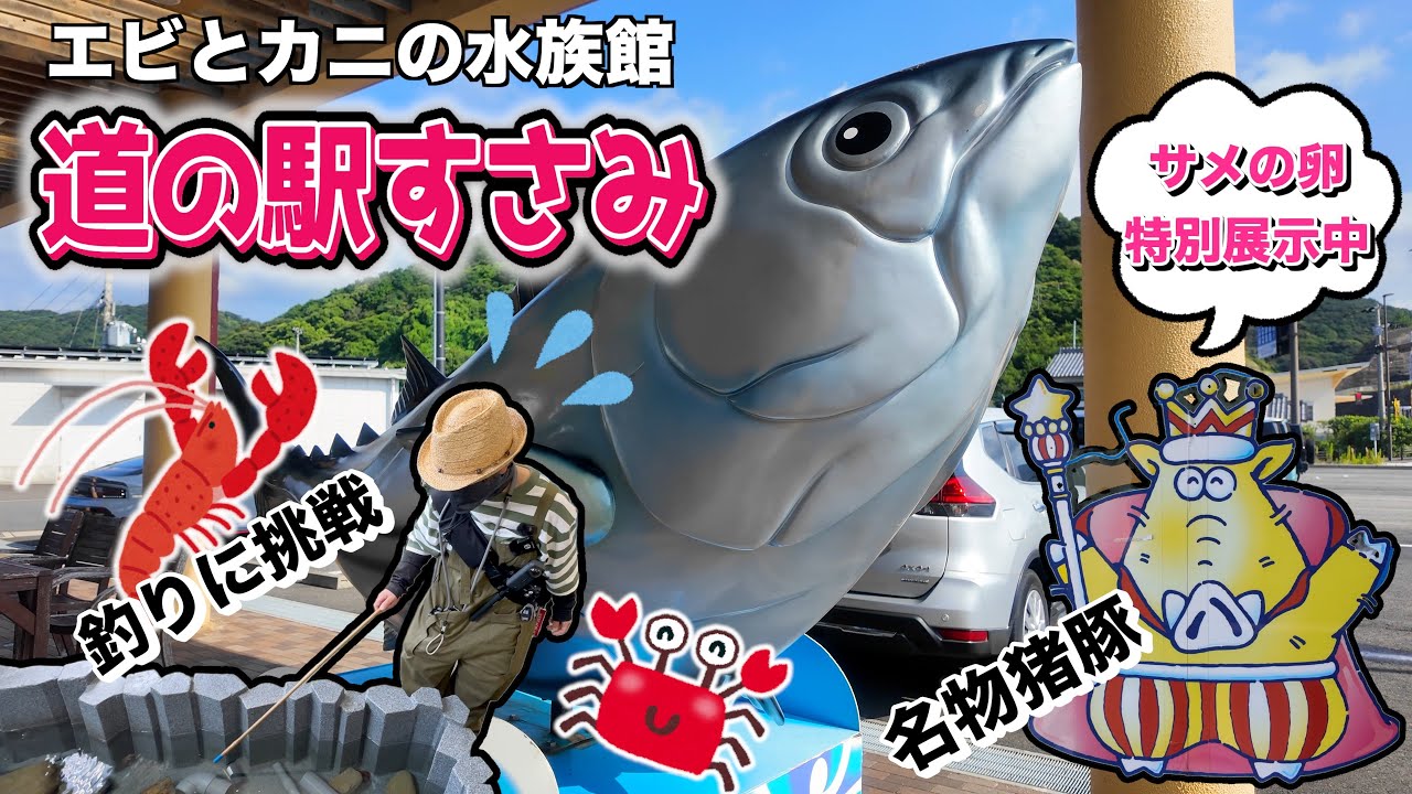 【和歌山】名物は猪豚！エビとカニの水族館がある道の駅すさみ。珍しい生き物にもたくさん出会える楽しさいっぱいの道の駅！【すさみ町】