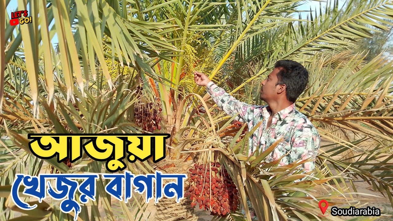খেজুর বাগান সৌদি আরব | সৌদি আরব খেজুর বাগান  | আজুয়া খেজুর বাগান  | @letsgowithnayan #খেজুর
