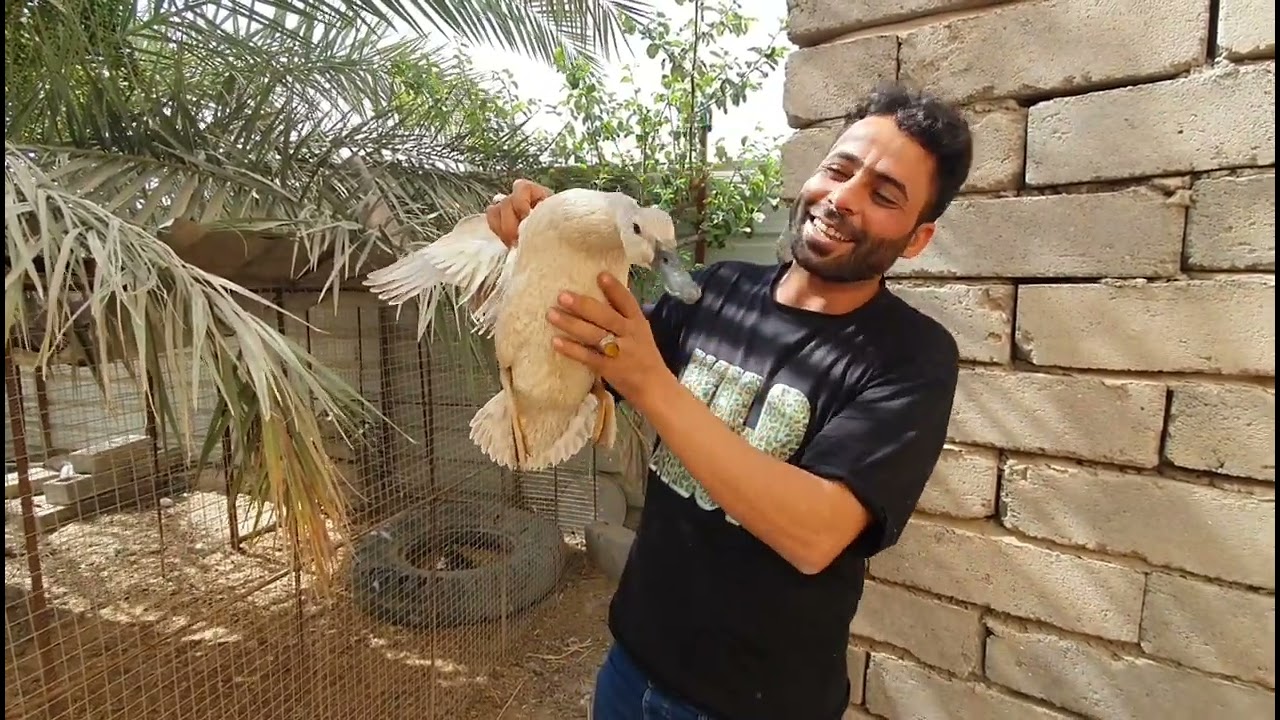 شاهد الطيور البريه الكوشر وابو زله والحذاف والخضيري ودجاج الماء مشاهده ممتعه