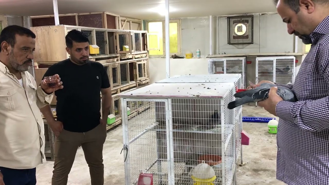 سهيل المبارك وابو نشوان في قاعة تفريخ الحمام تكلم عن طير هاري كروغر