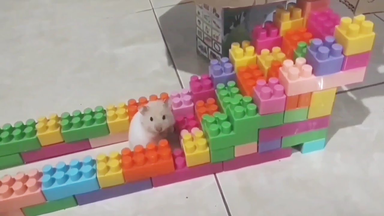The best hamster activity moments 🐹#hamsters #pets #cute #animals #funny #funnyhamster