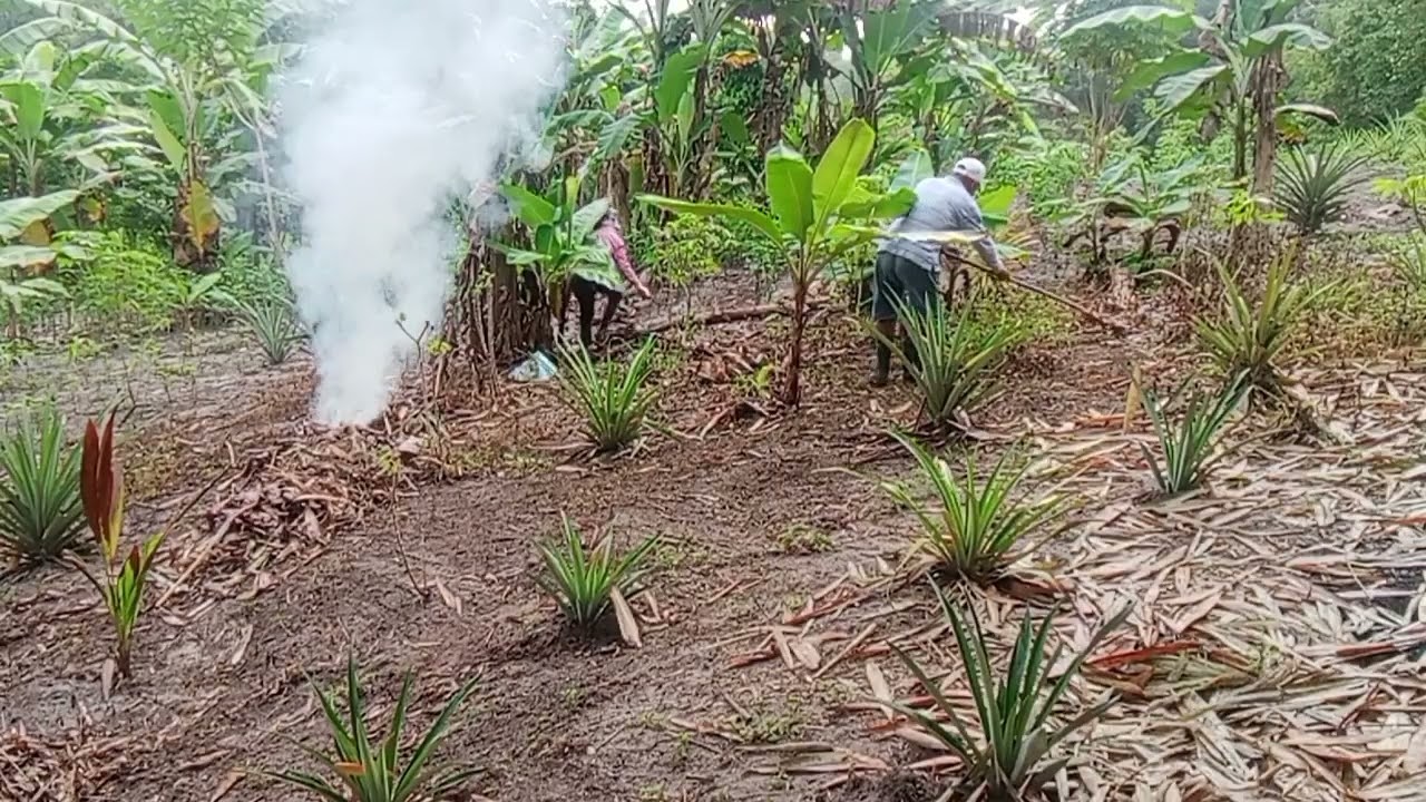 NGEMAS KEBUN/NUNU DAUN KERING.