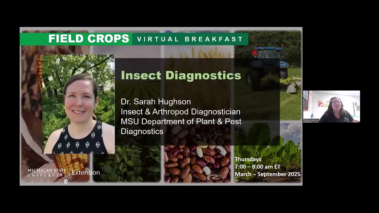 Field Crops Virtual Breakfast: Insect Diagnostics