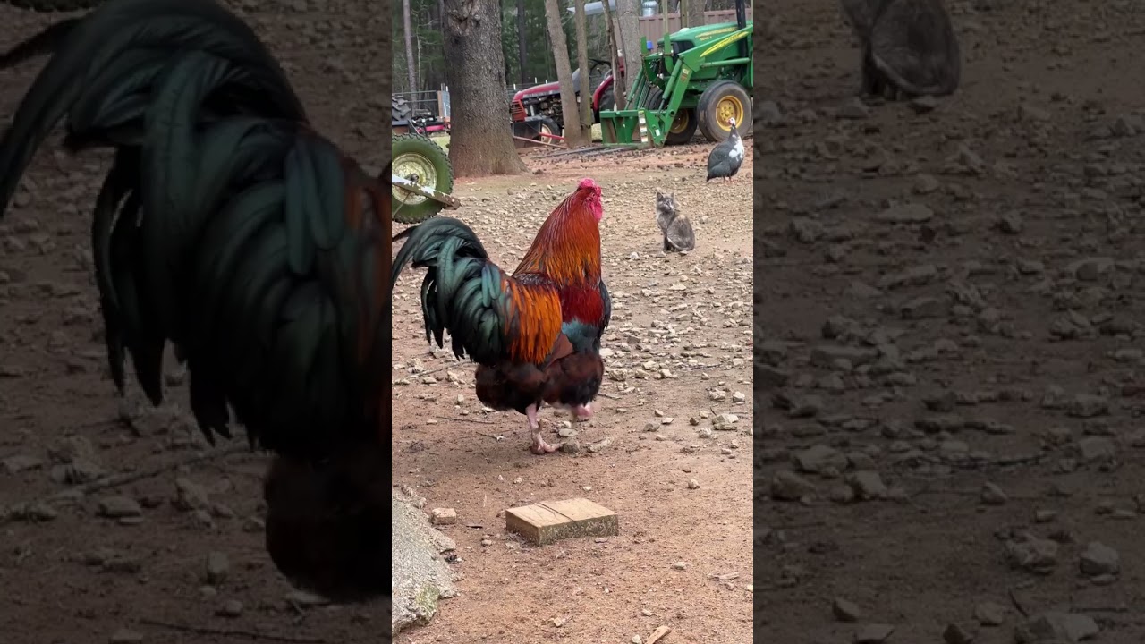 Welsummer Rooster 