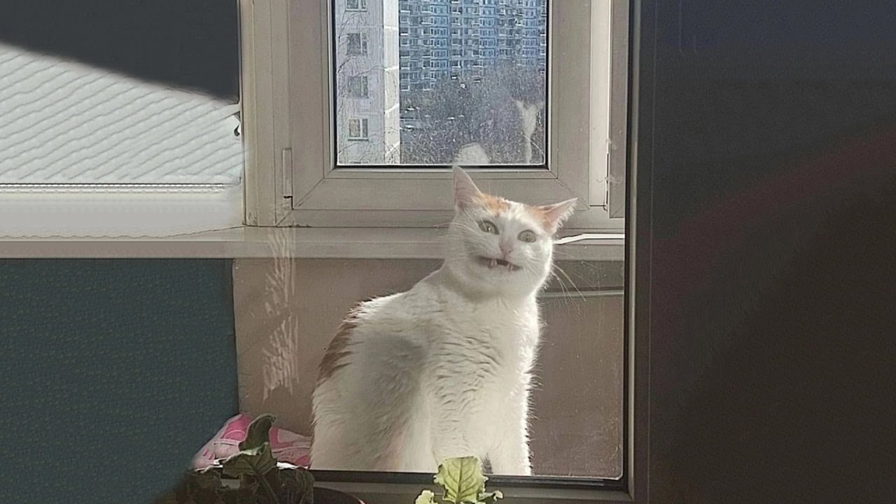 Funniest Cats of 2025 Compilation 🐱 Laughing Out Loud! #27