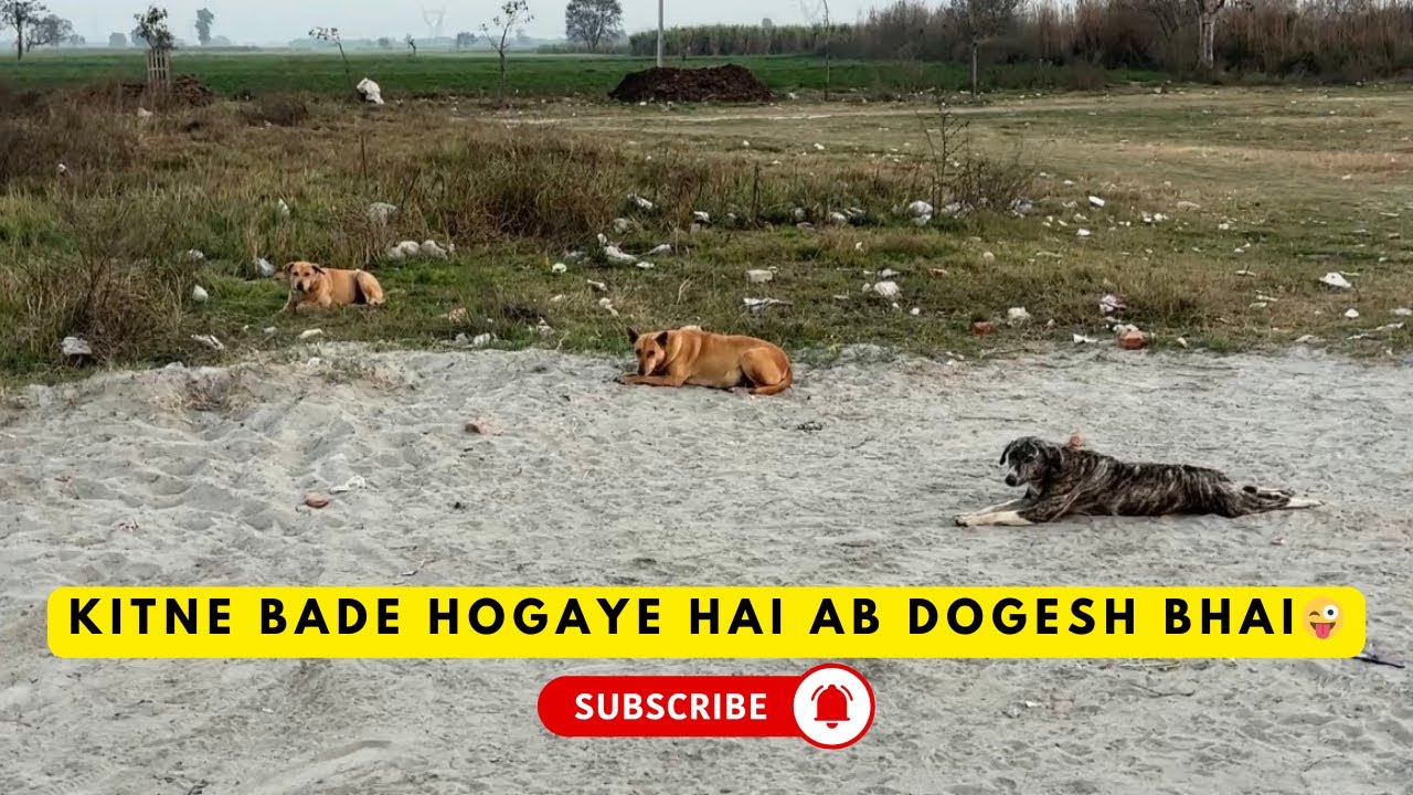 Kitne bade hogaye hai ab dogesh bhai 😜