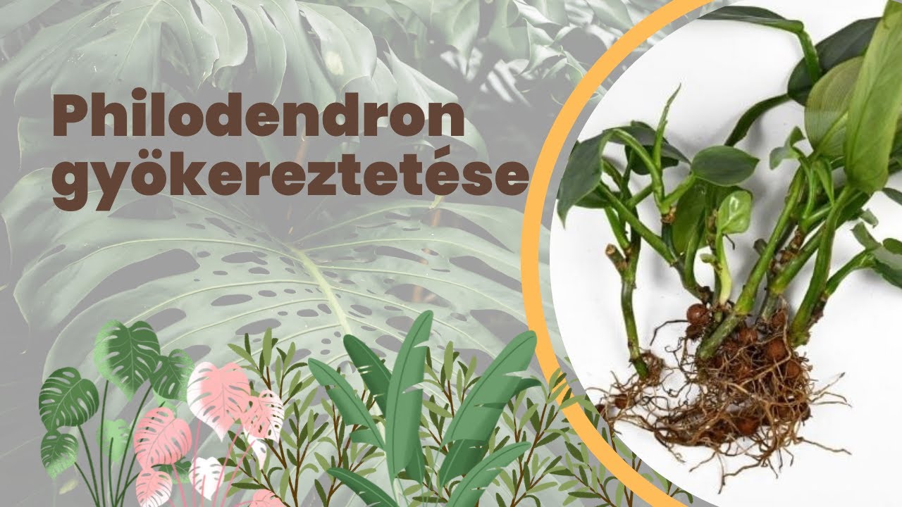 Pothos, Maranta és Philodendron szaporítása, átültetése | Szobanövények gyökereztetése