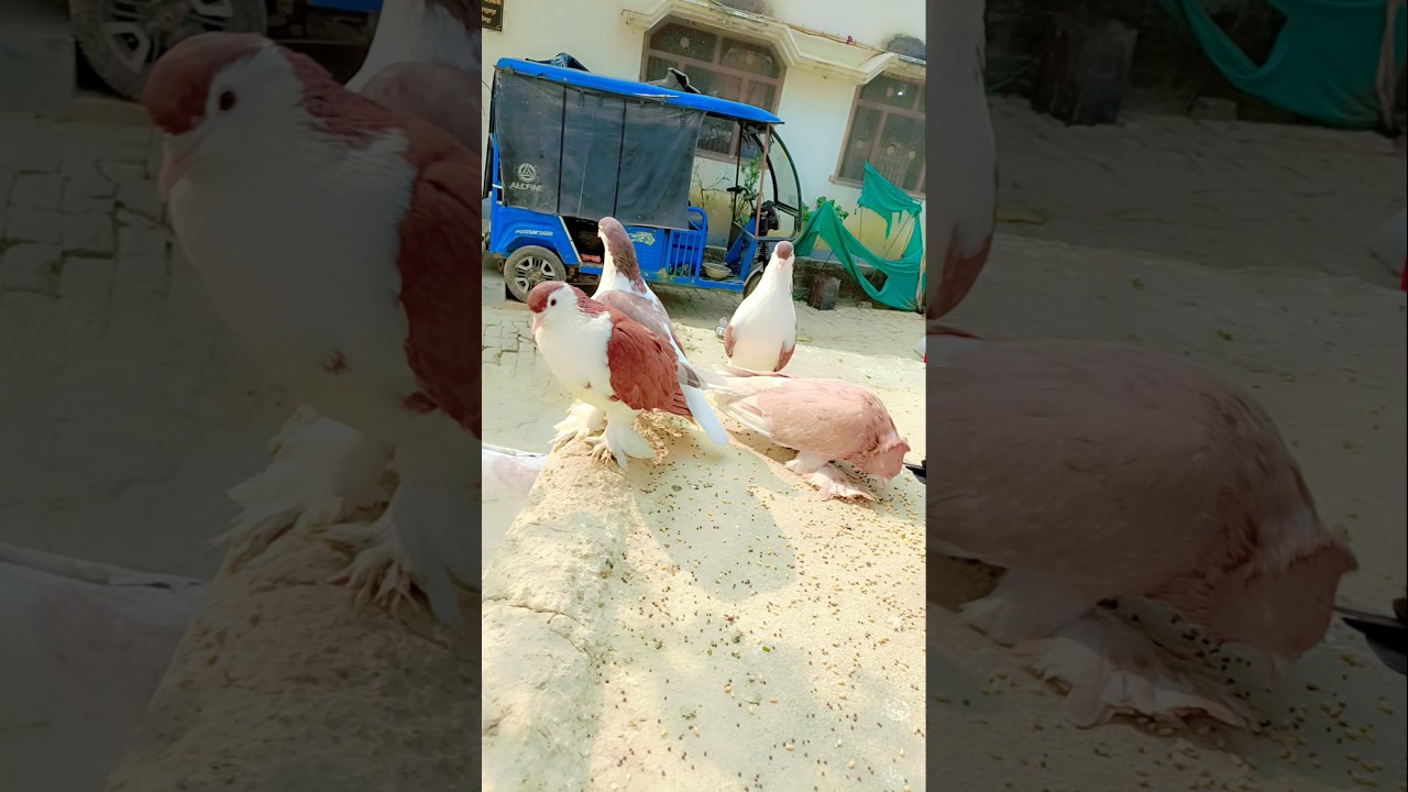 fancy kabootar #pigeon #kabootarba #fancykabootar #kabutar #kabootarloft05