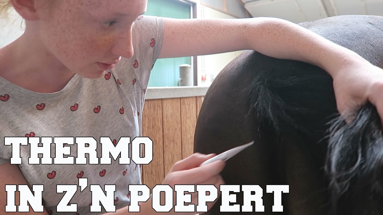 IS MIJN PAARD GEZOND ? | 10 DINGEN OM DIT TE CHECKEN | PAARDRIJDEN MET PLEZIER