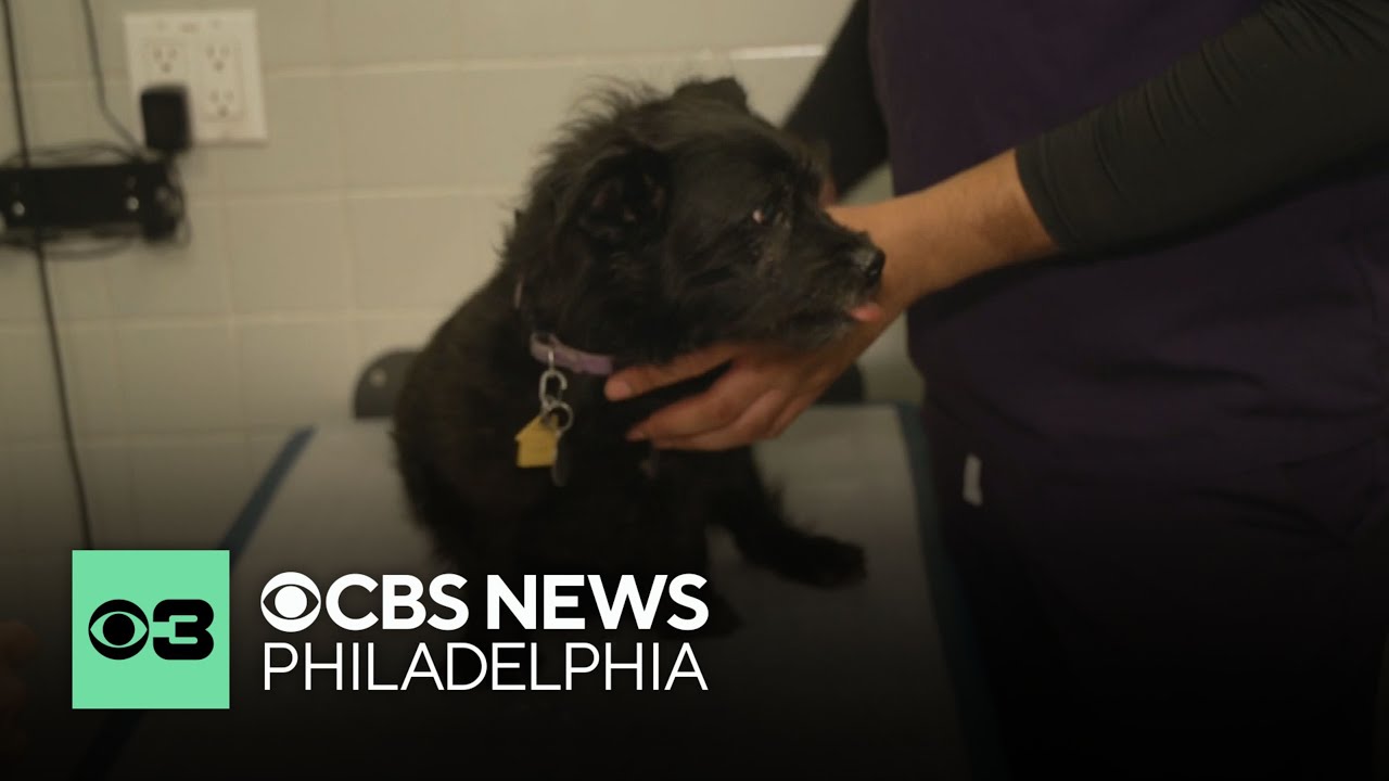 Vaccine hesitancy on the rise among pet owners, veterinarians say