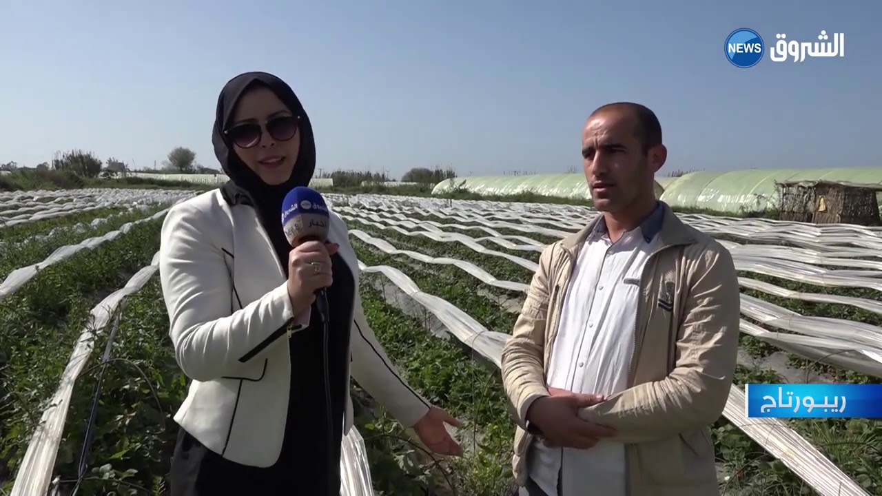 #جيجل.. نحو زيادة في إنتاج الفراولة