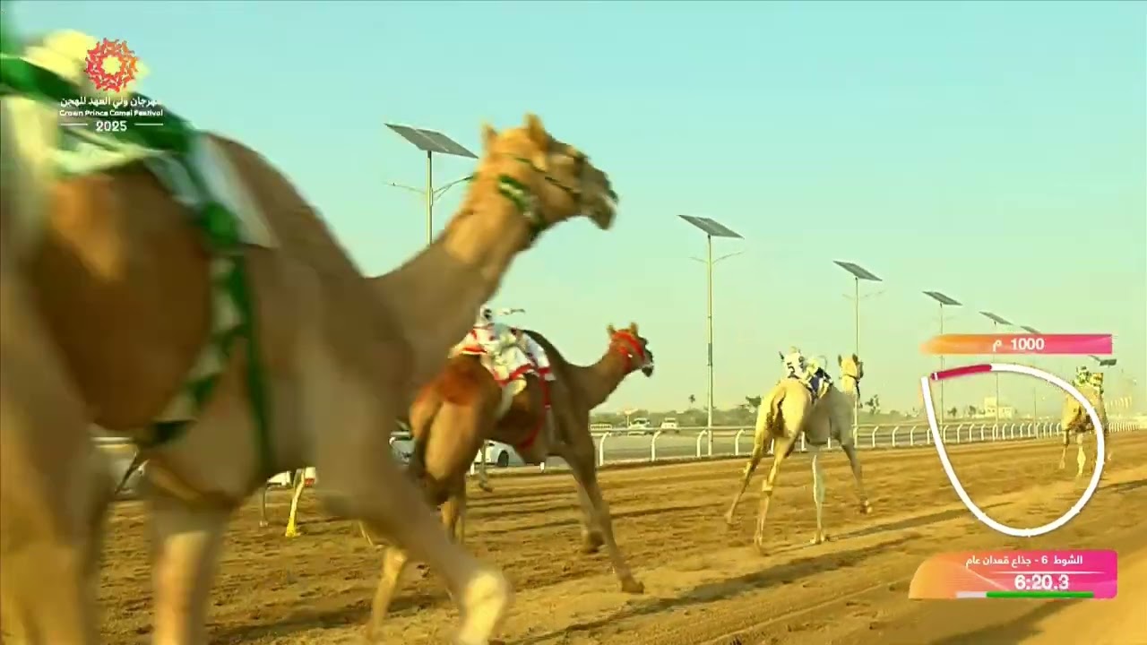 الشوط 6 جذاع قعدان عام صباح يوم الاثنين 08-09-2025 من #مهرجان_ولي_العهد_للهجن 2025