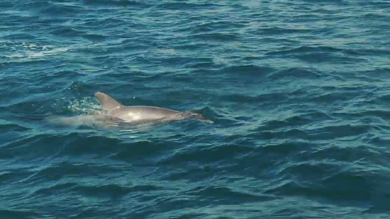 Flipper