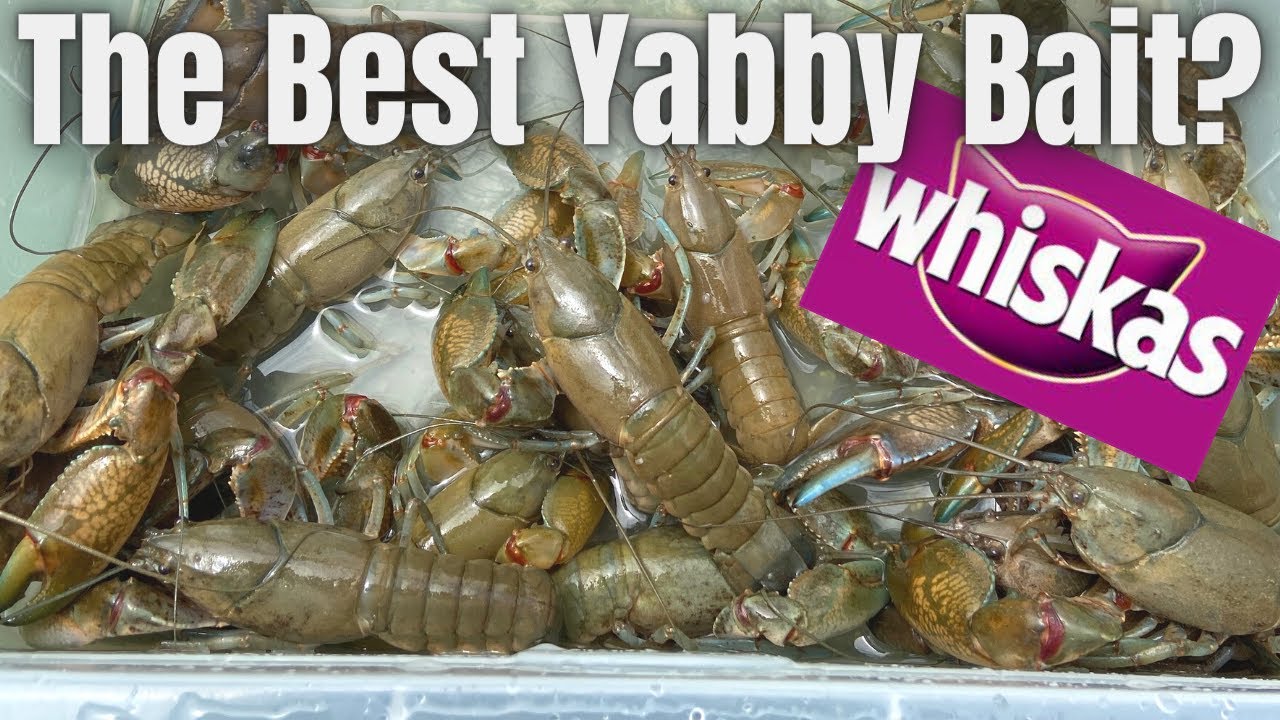 Yabbying - Is this the best yabby bait?