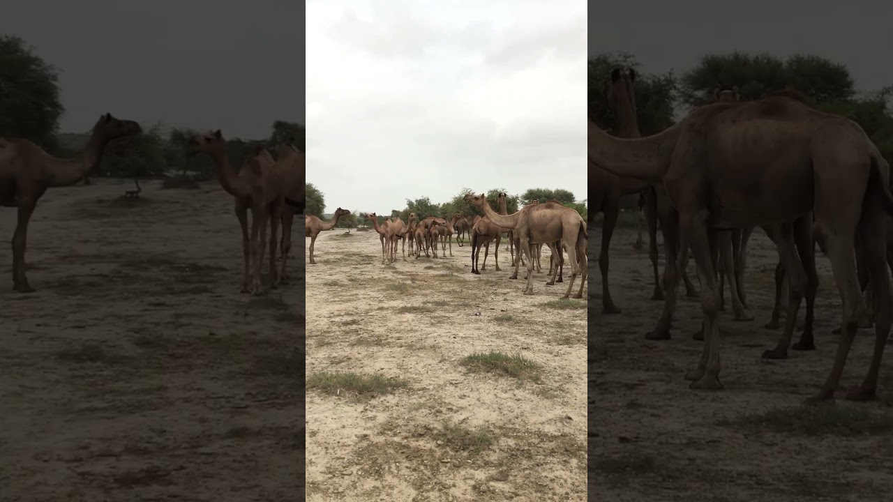 Camel herd in desert #shorts  #shortsfeed  #shortsviral