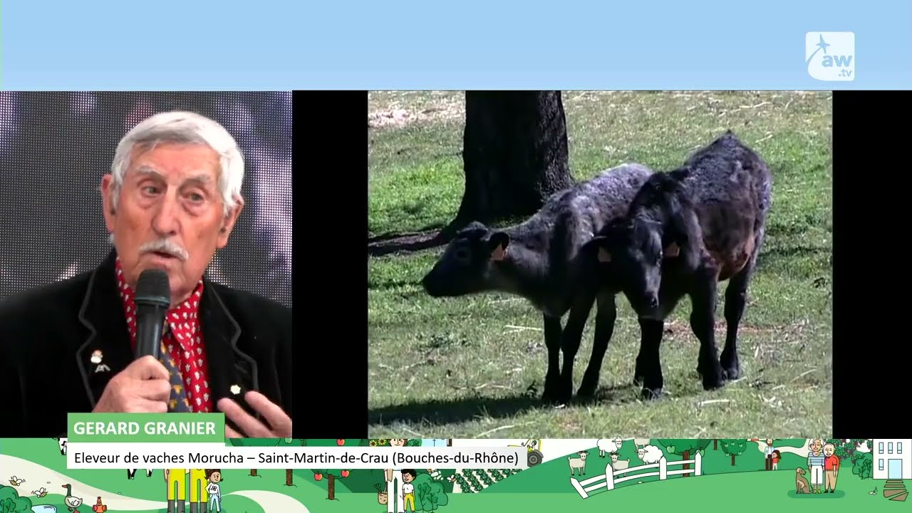 Découverte de la race Morucha au Salon de l'Agriculture Nouvelle-Aquitaine