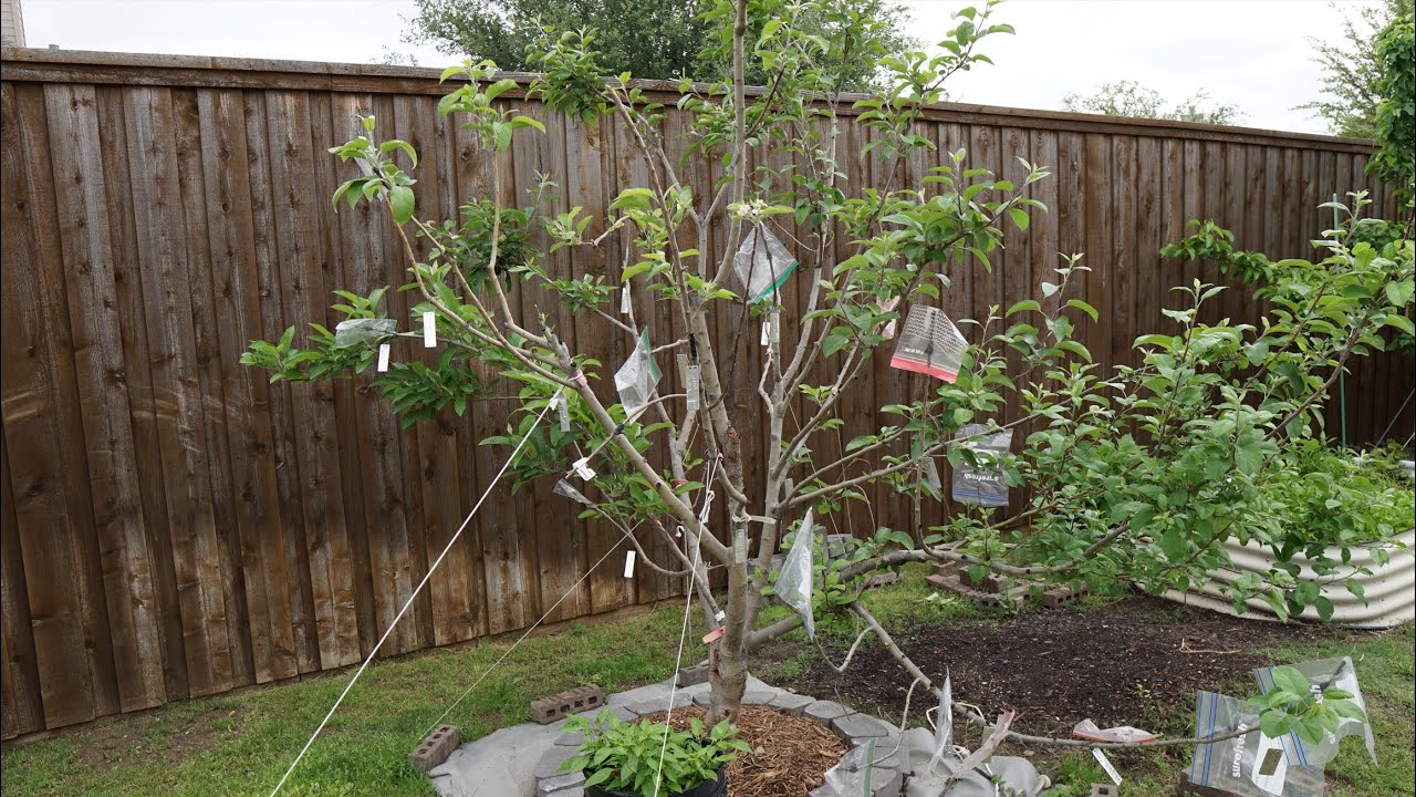 Where I Purchased Scionwood For Grafting