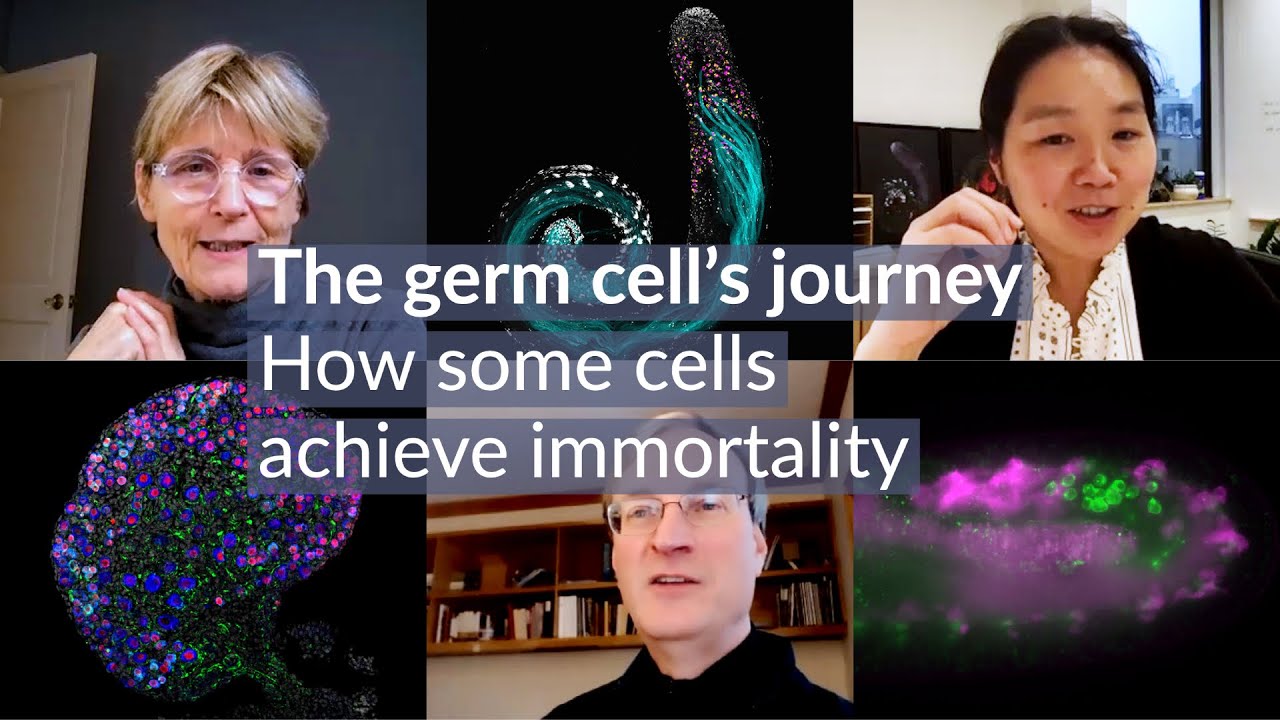 The germ cell's journey: How some cells achieve immortality