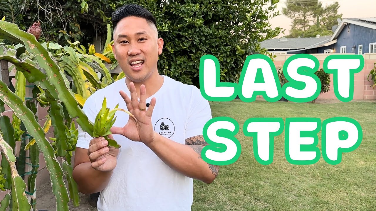 E8: How To Grow Dragon Fruit From Cutting To Fruit Final Step. When To Harvest.
