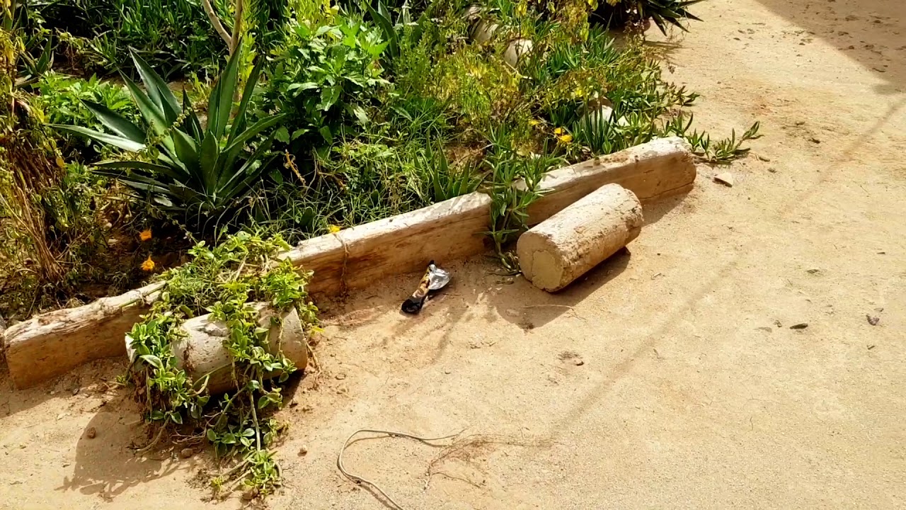 فسحة في البادية 🌳🌱🌾 (إقليم رحامنة)