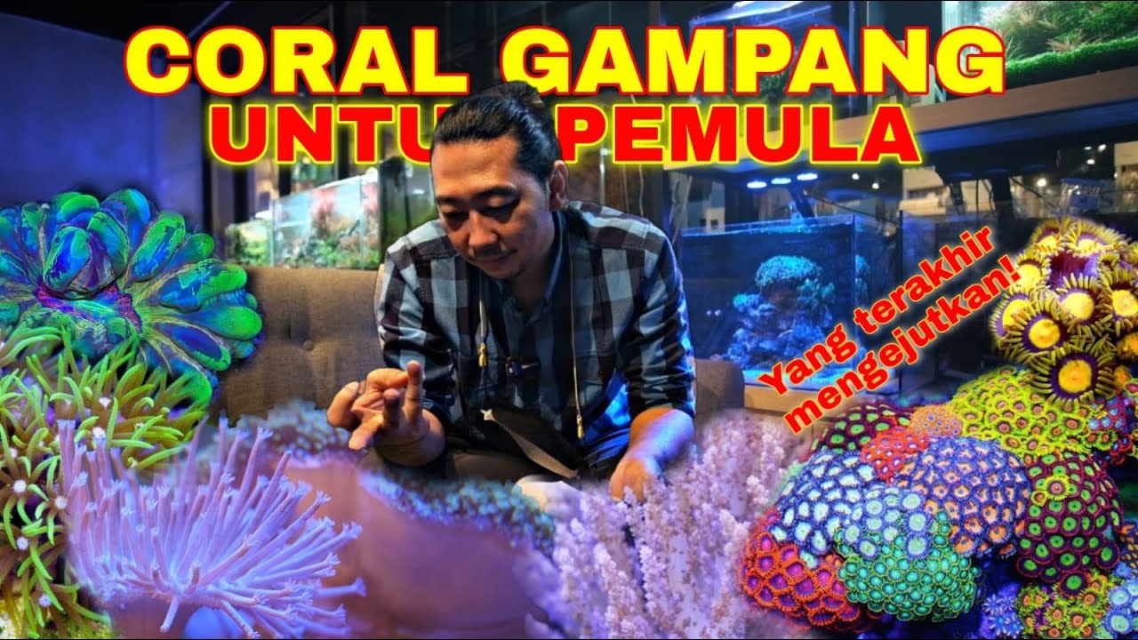10 CORAL YANG DIREKOMENDASI UNTUK PEMULA VERSI JAVA REEF