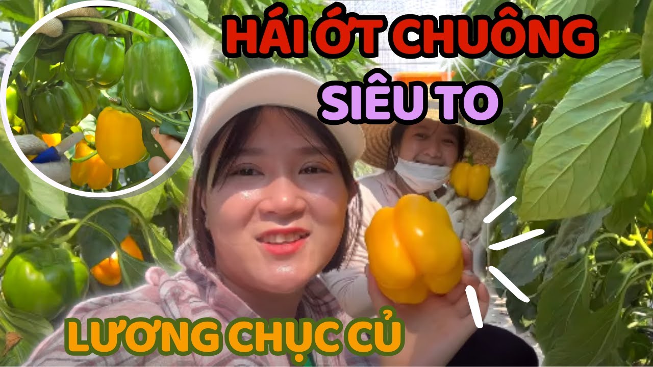 #T263🇰🇷 Thu Hoạch Vườn Ớt Chuông Vàng Siêu Trái Lương Chục Củ Bên Hàn Quốc Như Thế Nào?