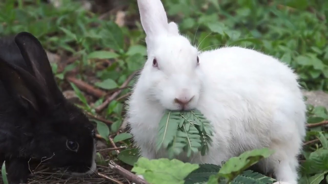 🐰Love Bunny HD Rabbits videos High vibration 888 hz attract | 🥕Manifest the Bunny of your Dreams