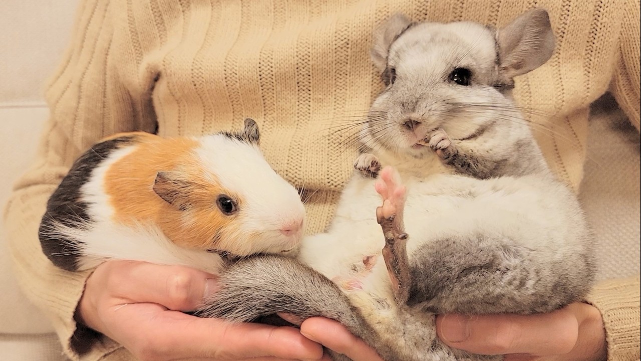 モルモットとチンチラのちがい【懐きやすさ】