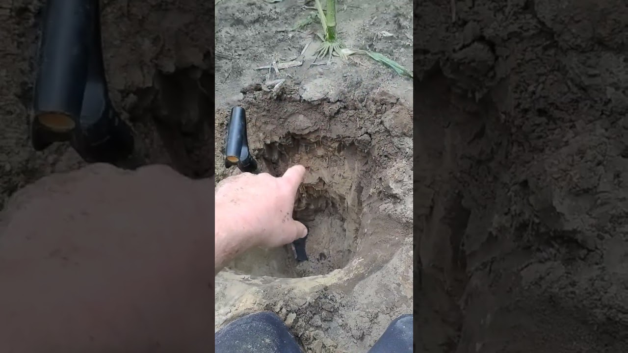 Kukurydza, odkrywka 14 lipca
