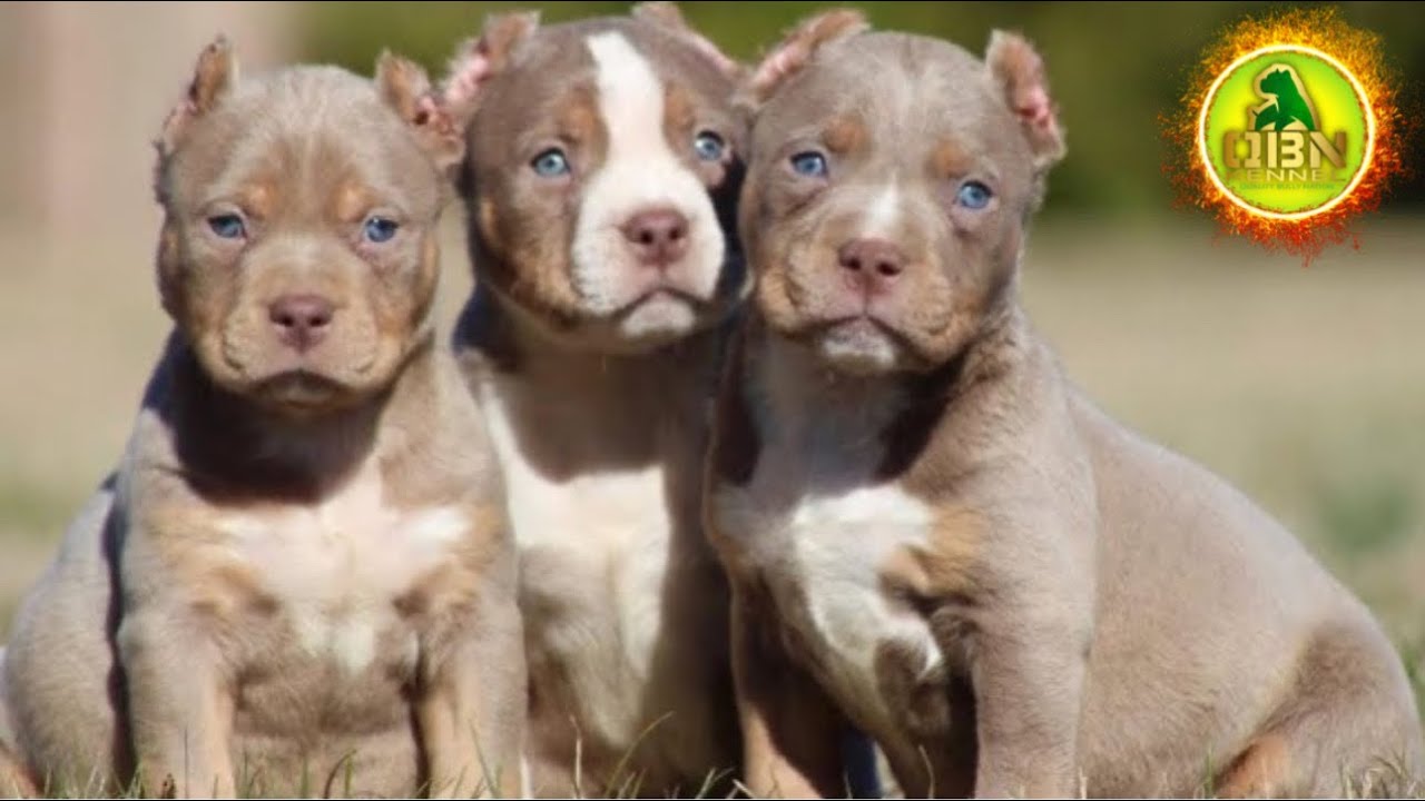 Your First Steps to Owning an American Bully Puppy