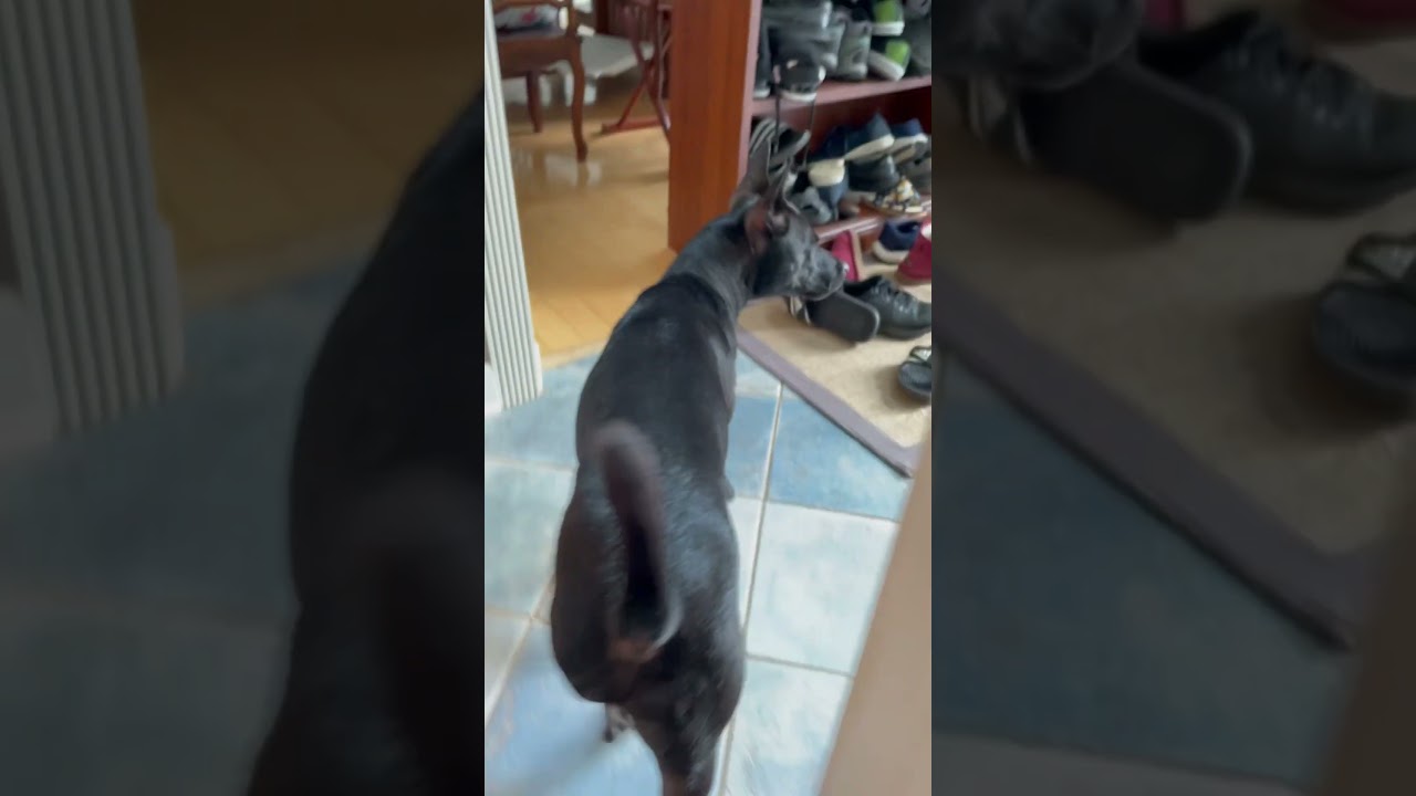 Gina after bath, 😄❤️🤗 Taiwan dog, Formosan Mountain Dog, FMD, 台灣犬