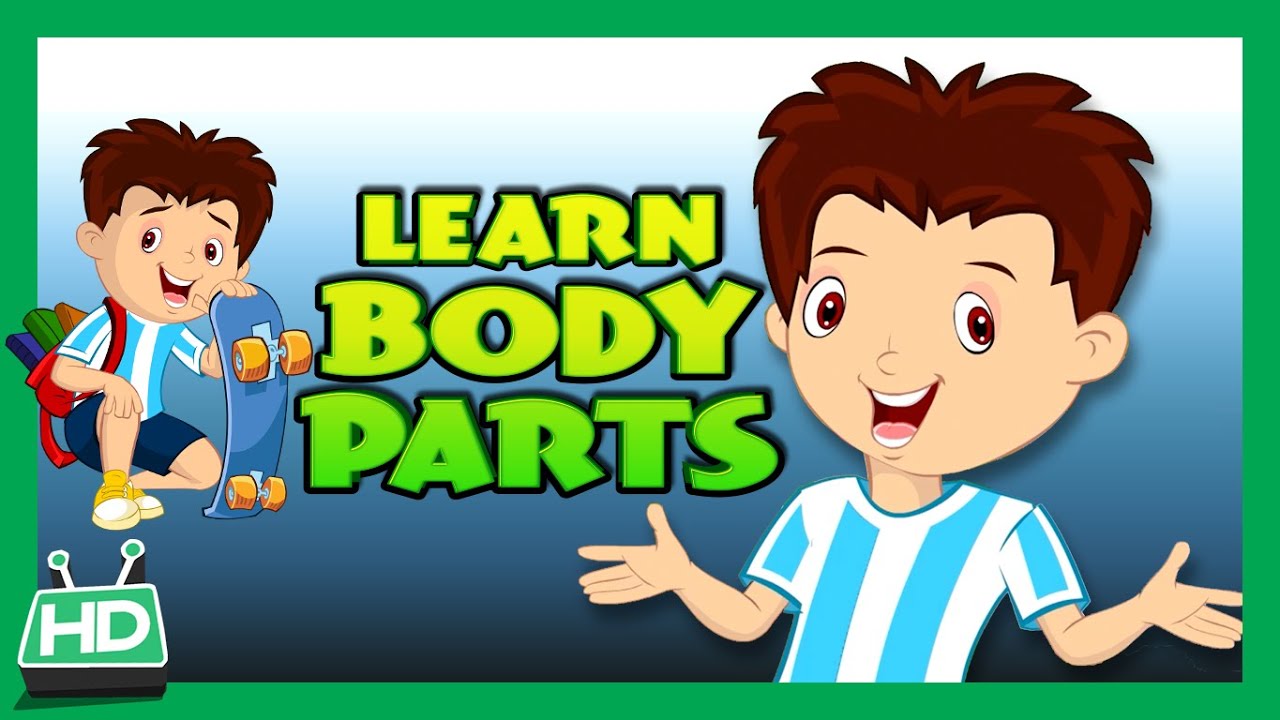 Body Parts for Kids Learning | Human Body Parts for Kids | KIDS HUT