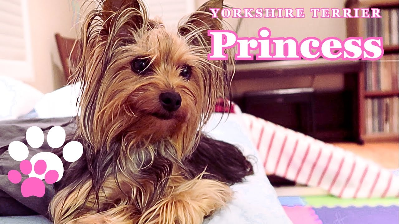 Yorkshire Terrier PRINCESS | Yorkie Vlog