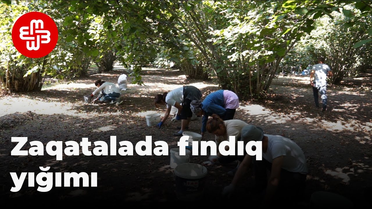 Fındıqçı: 