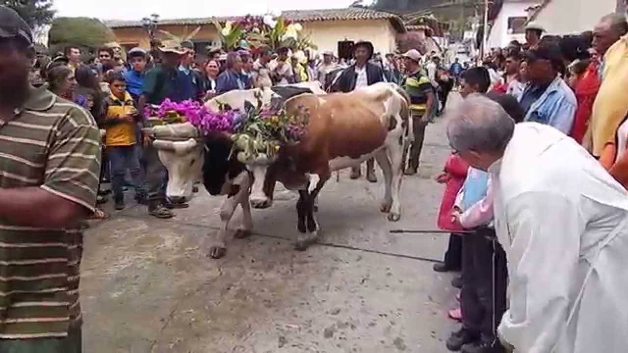 Celebración de San Isidro en Niquitao