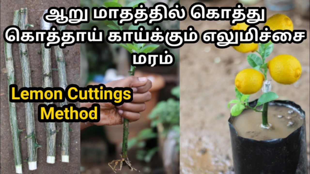 ஆறே மாதத்தில்கொத்து கொத்தாய்  காய்க்கும் எலுமிச்சை மரம்  / lemon tree cuttings propagation