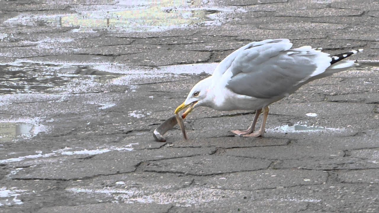 Mewa połyka minoga w całości! (Seagull swallows an entire lamprey at once!)
