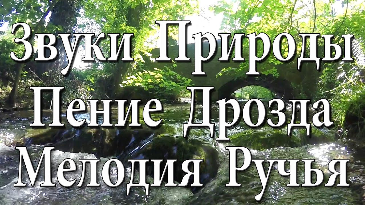 1 Час Звуков Природы для Релаксации  - Пение птиц. (12)