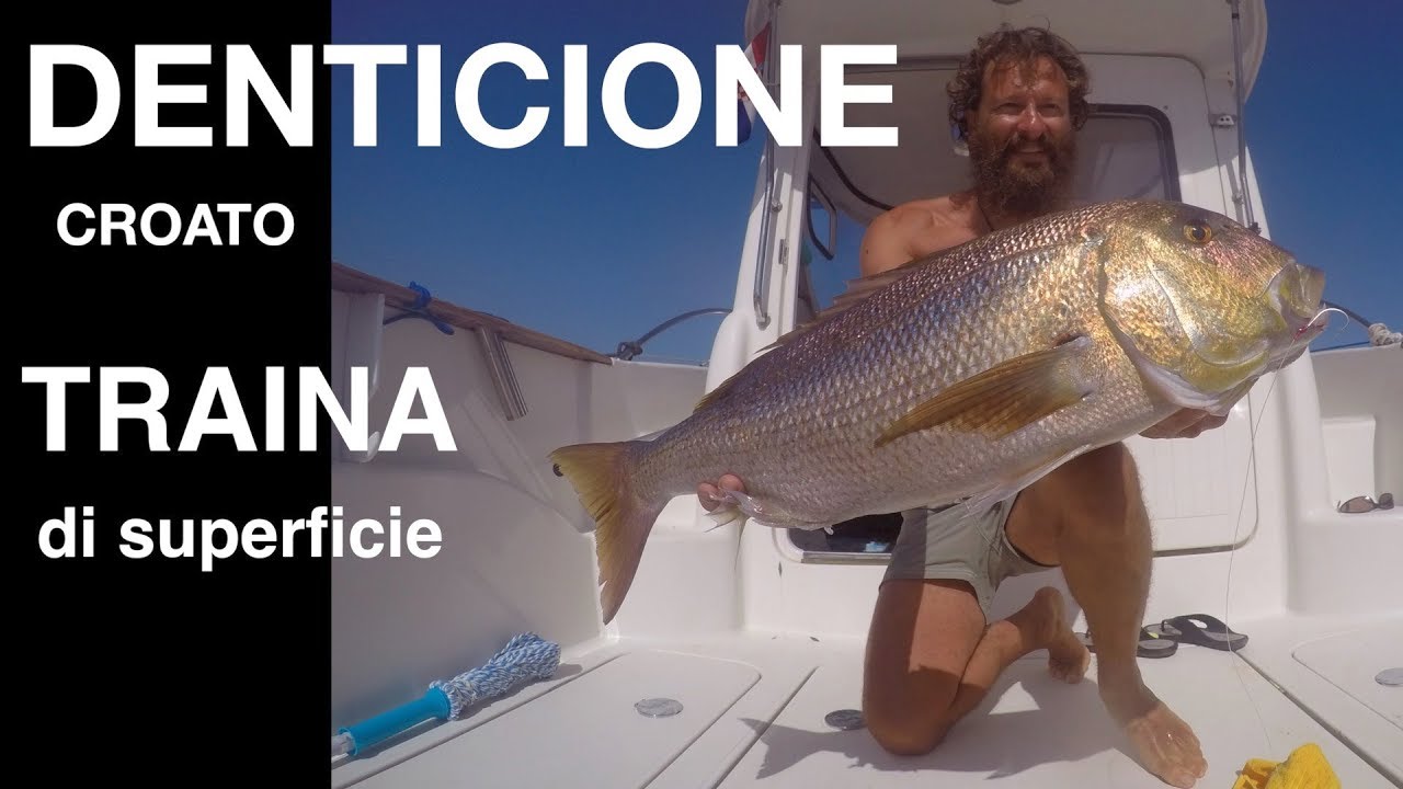 DENTICIONE croato🐳TRAINA DI SUPERFICIE