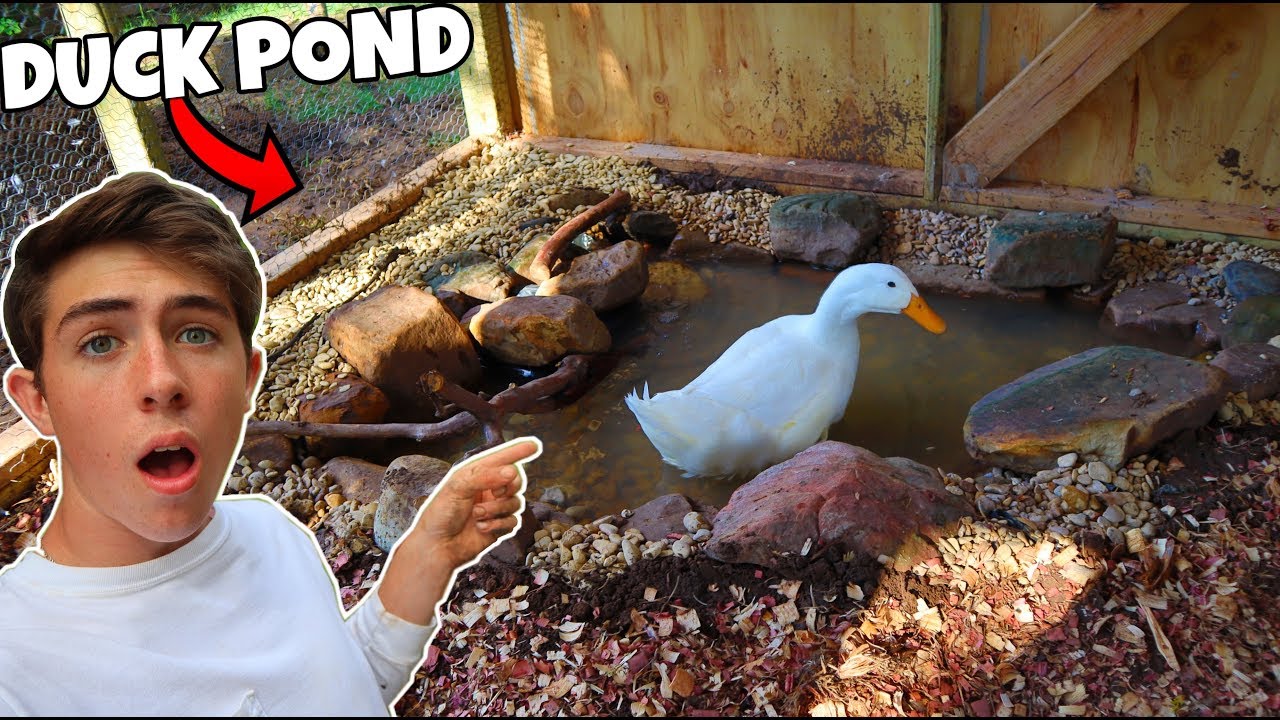 Building a CHEAP & EASY Duck Pond! (Must Watch!)