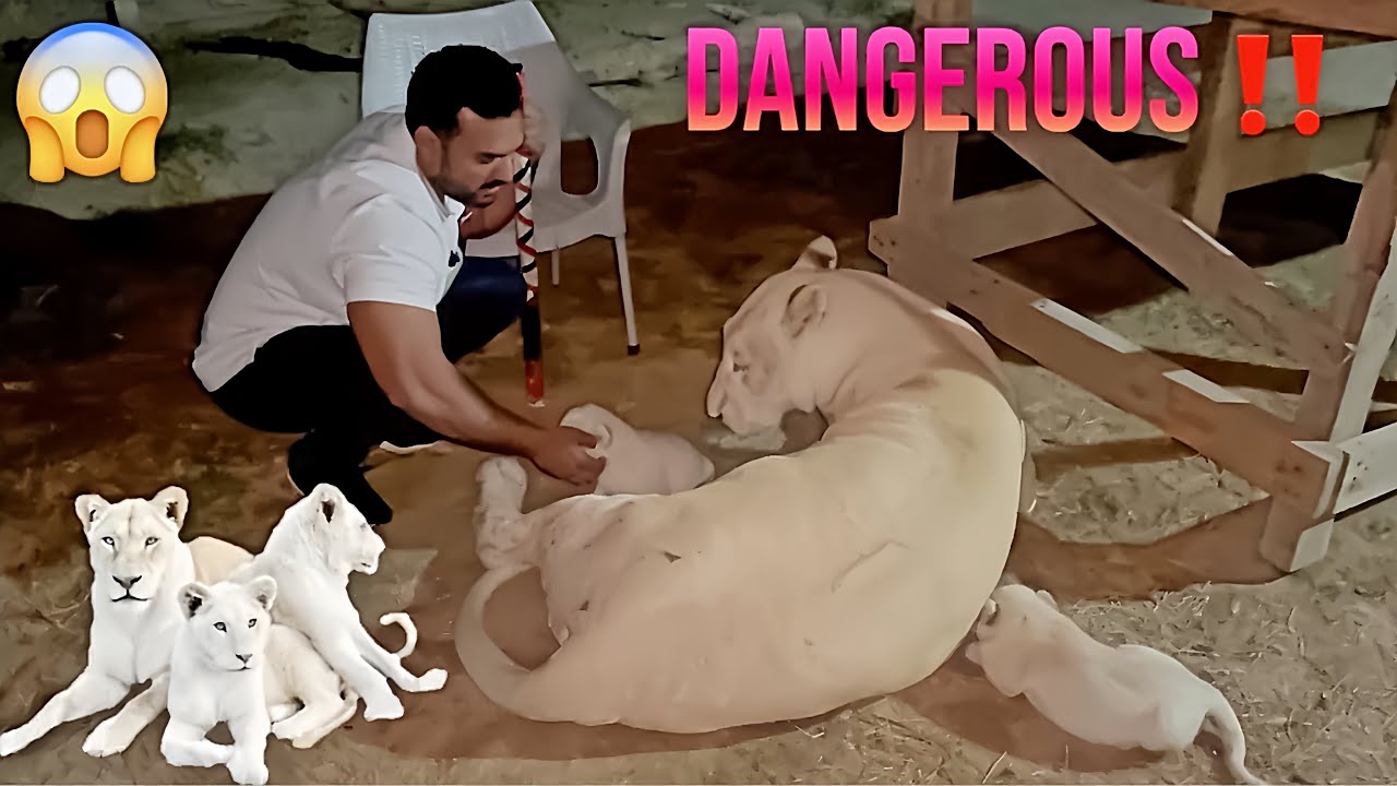 Diana Liones kai Cubs Ko Check Karna Mehnga Par Giya 🦁😱😱