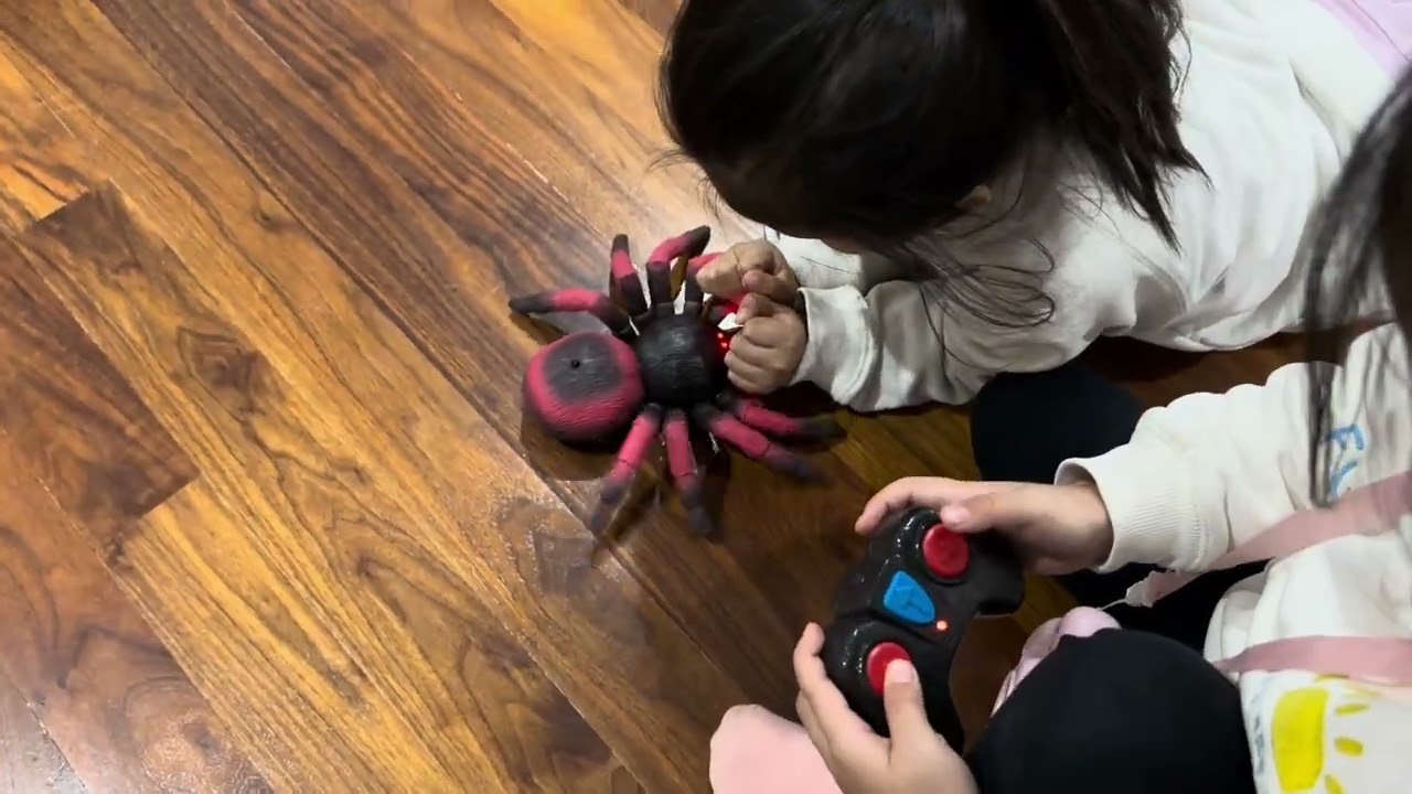 playing with his new Terra by Battat Tarantula | 타란툴라 거미 장난감