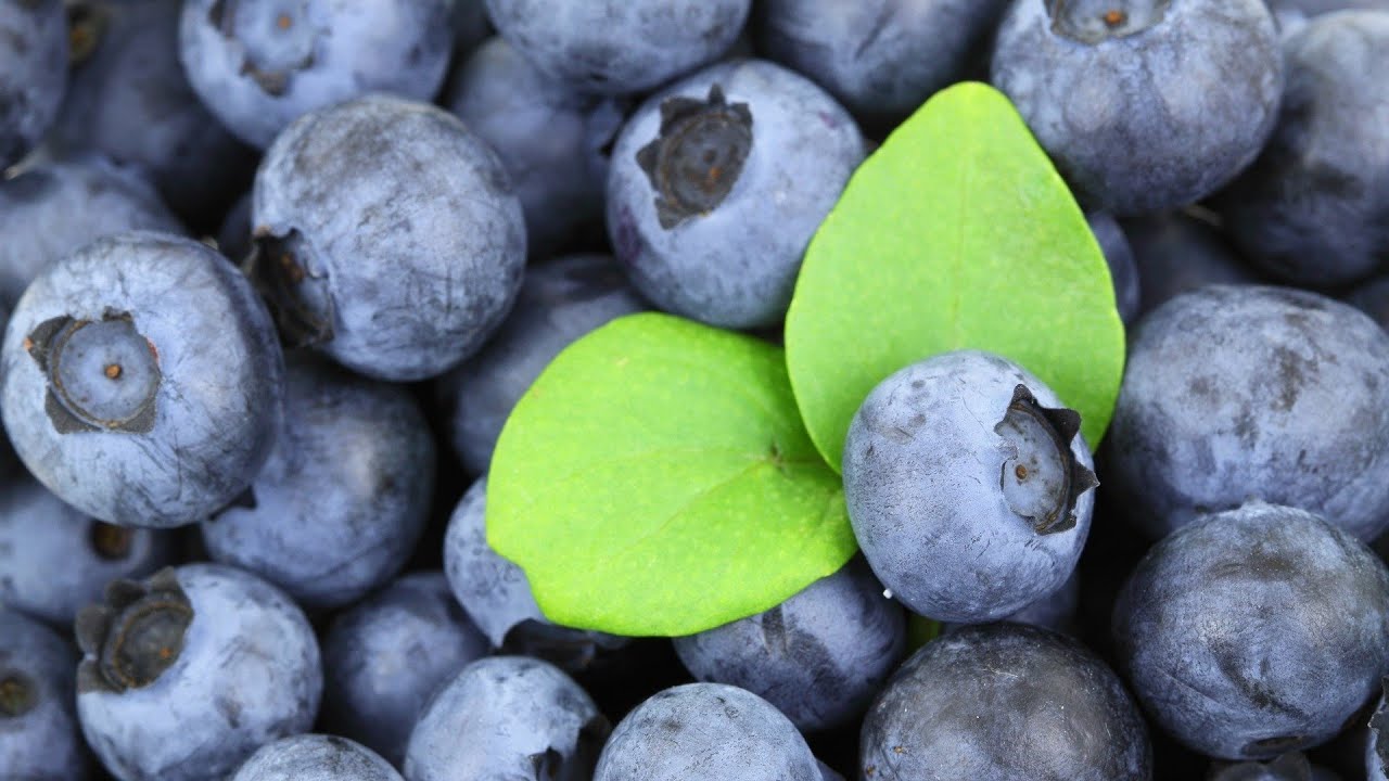 GESUNDE VEGANE ERN&Auml;HRUNG! SO GEHT'S! VEGANER WERDEN! - Lichtblick