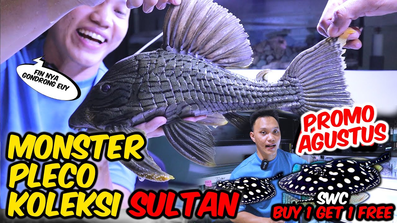 PLECO - PLECO SIZE MONSTER❗❗ UARU PANDA , Altum Orinoco , SWC STINGRAY BUY 1 Get 1 FREE❗❗